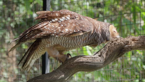 Close-up-of-a-Spotted-Wood-Owl-Bird-Cleaning-Beak-Rubbing-Head-Against-Wooden-Log-Inside-Enclosure-At-Renaissance-Bali-Uluwatu-Resort,-Indonesia