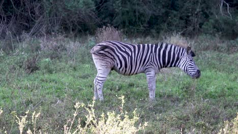 Wild-black-and-white-zebra-standing-in-a-grassy-area-grazing-on-green-grass