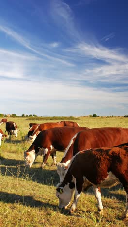 This-idyllic-rural-setting-reflects-the-simple-beauty-of-nature-and-the-quiet-harmony-of-farm-life,-where-the-cows-move-leisurely,-enjoying-their-day-in-the-sun