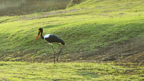 Saddle-billed-stork-walks-across-a-lush-green-meadow-on-the-shore-of-a-lake