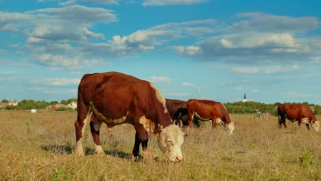 Este-Idílico-Entorno-Rural-Refleja-La-Sencilla-Belleza-De-La-Naturaleza-Y-La-Tranquila-Armonía-De-La-Vida-En-La-Granja,-Donde-Las-Vacas-Se-Mueven-Tranquilamente,-Disfrutando-De-Su-Día-Al-Sol.