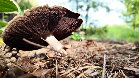 Video-of-white,-old-fungus-in-the-foreground