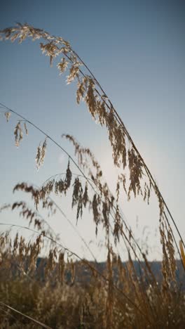 Vertical-video-of-sun-shining-through-reed-flowers-in-summer