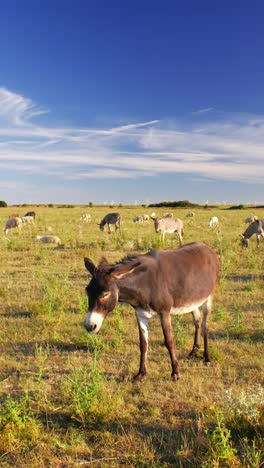 Ruhiger-Sommertag,-An-Dem-Esel-Friedlich-Auf-Einer-üppigen-Grünen-Weide-Grasen