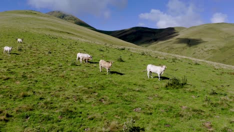 Situación-Estival-Idílica-Y-Soleada-En-Las-Suaves-Montañas-Francesas-En-Cuyos-Prados-Verdes-Pastan-Algunas-Vacas-De-La-Raza-Blonde-D&#39;Aquitaine.