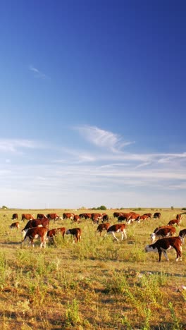 This-idyllic-rural-setting-reflects-the-simple-beauty-of-nature-and-the-quiet-harmony-of-farm-life,-where-the-cows-move-leisurely,-enjoying-their-day-in-the-sun