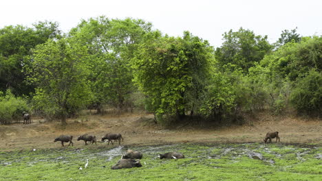 Cuatro-Búfalos-Del-Cabo-Se-Encuentran-Parados-Hasta-La-Cintura-En-Un-Estanque-De-Barro-Cubierto-De-Plantas-Acuáticas-En-La-Sabana-Africana-Y-Se-Alimentan.