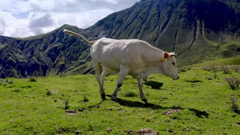 Idyllische-Und-Sonnige-Sommerlage-Auf-Einem-Plateau-In-Den-Französischen-Bergen,-Auf-Dessen-Grünen-Wiesen-Einige-Kühe-Der-Rasse-Blonde-D&#39;Aquitaine-Grasen