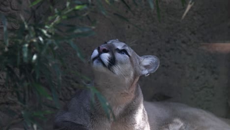 Mountain-Lion-looking-up-and-looking-around,-closeup-on-face