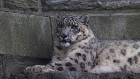 Snow-Leopard-resting-on-ledge,-looking-around-and-then-making-eye-contact-with-camera