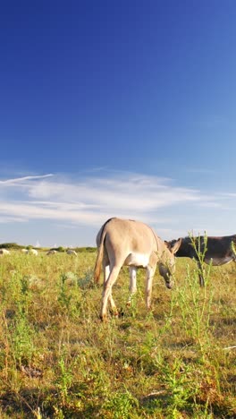 Ruhiger-Sommertag,-An-Dem-Esel-Friedlich-Auf-Einer-üppigen-Grünen-Weide-Grasen