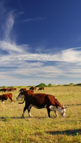 Este-Idílico-Entorno-Rural-Refleja-La-Sencilla-Belleza-De-La-Naturaleza-Y-La-Tranquila-Armonía-De-La-Vida-En-La-Granja,-Donde-Las-Vacas-Se-Mueven-Tranquilamente,-Disfrutando-De-Su-Día-Al-Sol.