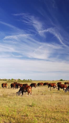 Este-Idílico-Entorno-Rural-Refleja-La-Sencilla-Belleza-De-La-Naturaleza-Y-La-Tranquila-Armonía-De-La-Vida-En-La-Granja,-Donde-Las-Vacas-Se-Mueven-Tranquilamente,-Disfrutando-De-Su-Día-Al-Sol.