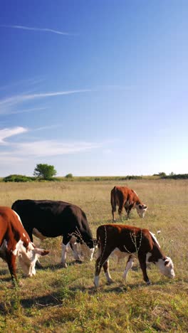 Este-Idílico-Entorno-Rural-Refleja-La-Sencilla-Belleza-De-La-Naturaleza-Y-La-Tranquila-Armonía-De-La-Vida-En-La-Granja,-Donde-Las-Vacas-Se-Mueven-Tranquilamente,-Disfrutando-De-Su-Día-Al-Sol.