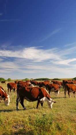 This-idyllic-rural-setting-reflects-the-simple-beauty-of-nature-and-the-quiet-harmony-of-farm-life,-where-the-cows-move-leisurely,-enjoying-their-day-in-the-sun