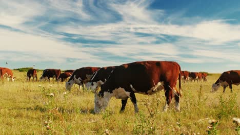 This-idyllic-rural-setting-reflects-the-simple-beauty-of-nature-and-the-quiet-harmony-of-farm-life,-where-the-cows-move-leisurely,-enjoying-their-day-in-the-sun