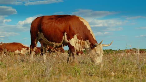 Este-Idílico-Entorno-Rural-Refleja-La-Sencilla-Belleza-De-La-Naturaleza-Y-La-Tranquila-Armonía-De-La-Vida-En-La-Granja,-Donde-Las-Vacas-Se-Mueven-Tranquilamente,-Disfrutando-De-Su-Día-Al-Sol.