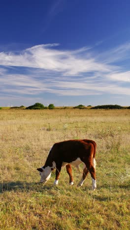 Este-Idílico-Entorno-Rural-Refleja-La-Sencilla-Belleza-De-La-Naturaleza-Y-La-Tranquila-Armonía-De-La-Vida-En-La-Granja,-Donde-Las-Vacas-Se-Mueven-Tranquilamente,-Disfrutando-De-Su-Día-Al-Sol.