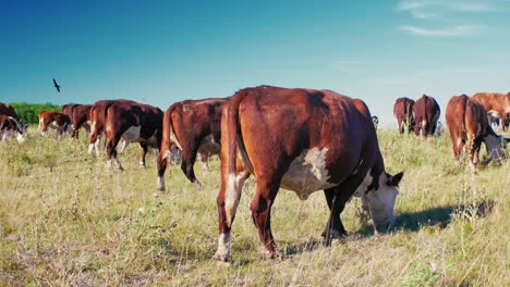 Este-Idílico-Entorno-Rural-Refleja-La-Sencilla-Belleza-De-La-Naturaleza-Y-La-Tranquila-Armonía-De-La-Vida-En-La-Granja,-Donde-Las-Vacas-Se-Mueven-Tranquilamente,-Disfrutando-De-Su-Día-Al-Sol.