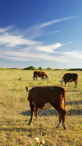 This-idyllic-rural-setting-reflects-the-simple-beauty-of-nature-and-the-quiet-harmony-of-farm-life,-where-the-cows-move-leisurely,-enjoying-their-day-in-the-sun