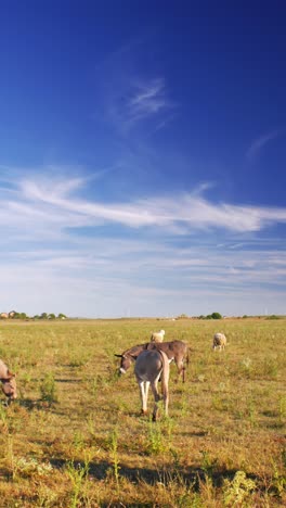 serene-summer-day-where-donkeys-peacefully-graze-on-a-lush-green-pasture