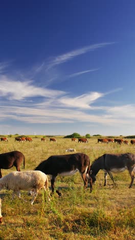 Un-Día-De-Verano-Sereno-En-El-Que-Los-Burros-Pastan-Tranquilamente-En-Un-Verde-Y-Exuberante-Pasto.