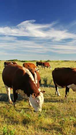 This-idyllic-rural-setting-reflects-the-simple-beauty-of-nature-and-the-quiet-harmony-of-farm-life,-where-the-cows-move-leisurely,-enjoying-their-day-in-the-sun