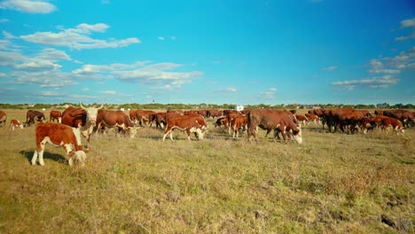 This-idyllic-rural-setting-reflects-the-simple-beauty-of-nature-and-the-quiet-harmony-of-farm-life,-where-the-cows-move-leisurely,-enjoying-their-day-in-the-sun