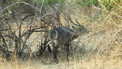 A-male-waterbuck-enters-a-thicket-during-the-dry-season-in-Southern-Africa