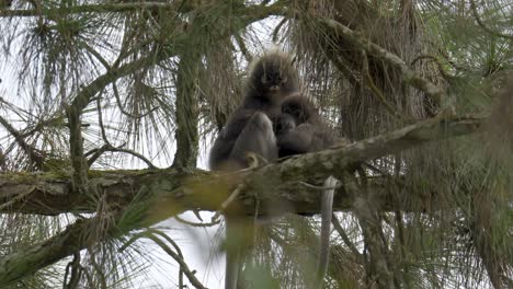 Familia-De-Monos-De-Hojas-Oscuras-Sentados-En-Un-Pino-En-El-Bosque