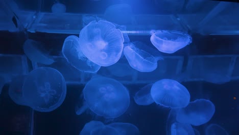 Large-jellyfish-aquarium-swimming-at-surface-pan-in