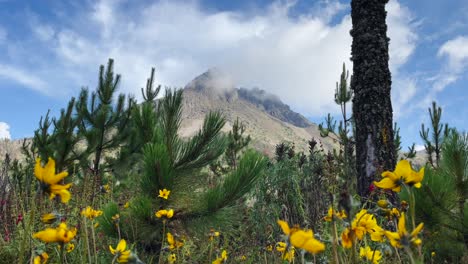 Hochgelegener-Gipfel-Des-Nevado-De-Colima-In-Mexiko,-Umrahmt-Von-Gelben-Wildblumen-Und-Jungen-Kiefern,-Eingehüllt-In-Dichte-Wolken