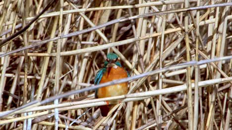 Ein-Eisvogel-Im-Schilf,-Deutschland