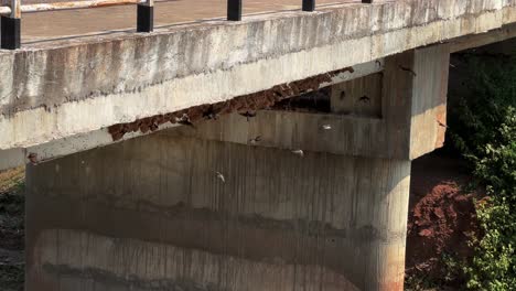 Enorme-Colonia-De-Golondrinas-De-Acantilado-Que-Anidan-En-El-Barro-Debajo-Del-Puente