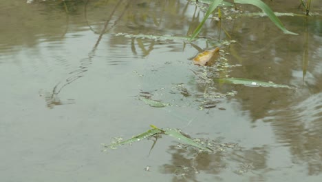 A-water-strider-glides-on-the-surface-of-a-pond-with-gentle-ripples,-surrounded-by-floating-leaves-and-debris,-creating-a-tranquil-and-natural-atmosphere