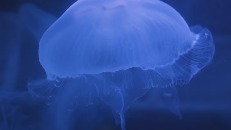 Jellyfish-in-slow-motion-swimming-in-show-aquarium