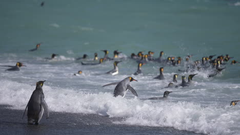 Colony-of-King-Penguins-Swimming-in-Ocean-Waves-on-Beach-of-South-Georgia-Island,-Slow-Motion