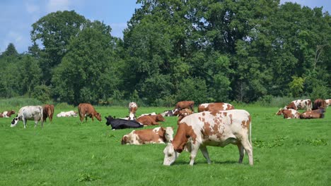 Niederländische-Kühe-Grasen-Auf-Einer-Grünen-Wiese