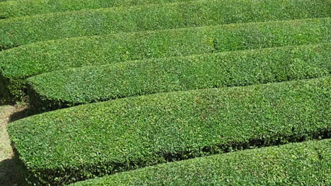 Green-Tea-Field-Farm-in-Uji,-Japan