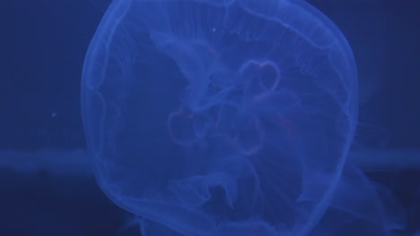 Jellyfish-closeup-tentacles-swimming-undulating