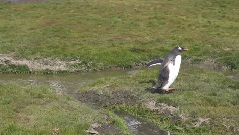 Pingüino-Solitario-Caminando-Sobre-El-Césped-Junto-Al-Arroyo-En-Un-Día-Soleado-De-Verano-A-60-Fps