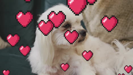 Animación-De-Corazones-Pixelados-Sobre-Un-Perro-Blanco-Acostado,-Luciendo-Relajado.