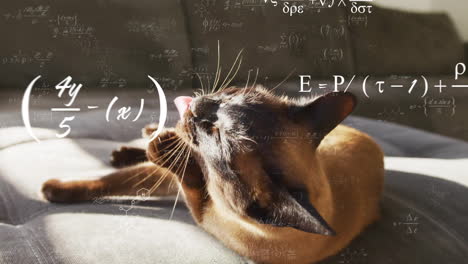 Mathematical-equations-and-formulas-animation-over-cat-grooming-on-couch