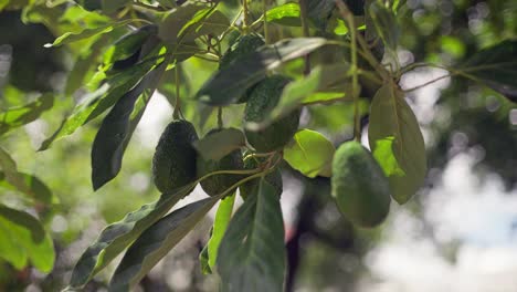 SLOW-MOTION-RACK-FOCUS-OF-AVOCADOS-ON-A-TREE