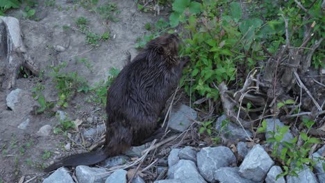 Castor-Mojado-Sobre-Una-Roca-Comiendo-Plantas