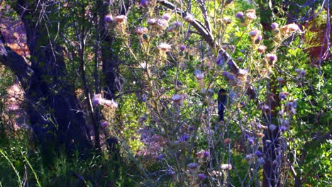 Vögel-Und-Bienen-In-Südwestlichen-Wäldern