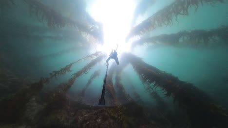 Underwater-view-of-three-people-diving-in-a-kelp-forest