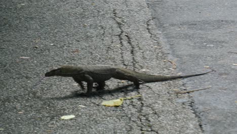 Komodo-dragon-moving-its-neck-in-singapore-,