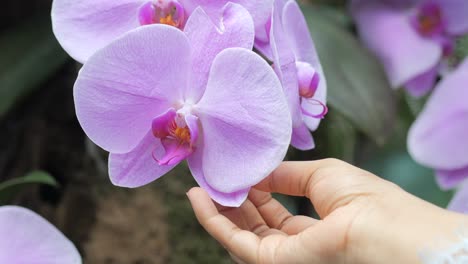 Frauen-Halten-Eine-Orchideenblüte,