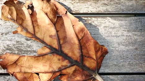 Dry-brown-leaf-on-wooden-background-,